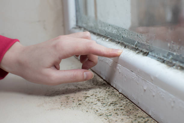 Best Environmental Consulting for Mold Prevention  in Oconto, WI